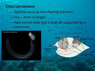Class Larvaceans 
–Typically occur as free-floating plankton. 
–Tiny -- 8mm in length. 
–Have a small body and a long tail supported by a notochord.  