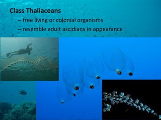 Class Thaliaceans 
–free living or colonial organisms 
–resemble adult ascidians in appearance  