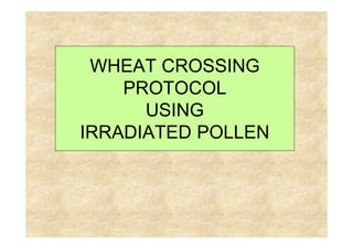 WHEAT CROSSING
PROTOCOL
USING
IRRADIATED POLLEN
 