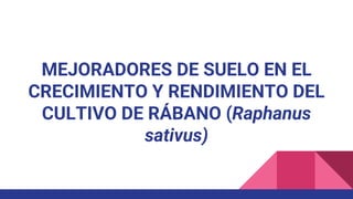 MEJORADORES DE SUELO EN EL
CRECIMIENTO Y RENDIMIENTO DEL
CULTIVO DE RÁBANO (Raphanus
sativus)
 