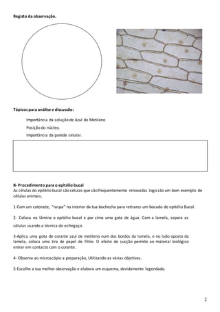 2
Registo da observação.
Tópicos para análise e discussão:
Importância da solução de Azul de Metileno
Posição do núcleo.
Importância da parede celular.
B- Procedimento para o epitélio bucal
As células do epitélio bucal são células que são frequentemente renovadas logo são um bom exemplo de
células animais.
1-Com um cotonete, “raspa” no interior da tua bochecha para retirares um bocado de epitélio Bucal.
2- Coloca na lâmina o epitélio bucal e por cima uma gota de água. Com a lamela, separa as
células usando a técnica do esfregaço.
3-Aplica uma gota de corante azul de metileno num dos bordos da lamela, e no lado oposto da
lamela, coloca uma tira de papel de filtro. O efeito de sucção permite ao material biológico
entrar em contacto com o corante.
4- Observa ao microscópio a preparação, Utilizando as várias objetivas.
5-Escolhe a tua melhor observação e elabora um esquema, devidamente legendado.
 