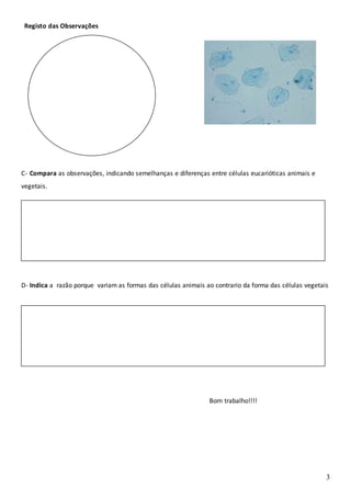 3
Registo das Observações
C- Compara as observações, indicando semelhanças e diferenças entre células eucarióticas animais e
vegetais.
D- Indica a razão porque variam as formas das células animais ao contrario da forma das células vegetais
Bom trabalho!!!!
 