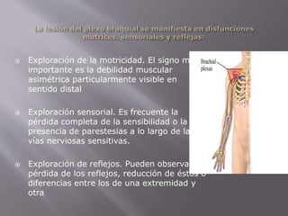  Exploración de la motricidad. El signo más 
importante es la debilidad muscular 
asimétrica particularmente visible en 
sentido distal 
 Exploración sensorial. Es frecuente la 
pérdida completa de la sensibilidad o la 
presencia de parestesias a lo largo de las 
vías nerviosas sensitivas. 
 Exploración de reflejos. Pueden observarse 
pérdida de los reflejos, reducción de éstos o 
diferencias entre los de una extremidad y 
otra 
 