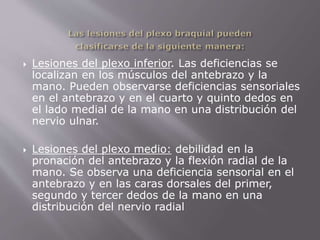  Lesiones del plexo inferior. Las deficiencias se 
localizan en los músculos del antebrazo y la 
mano. Pueden observarse deficiencias sensoriales 
en el antebrazo y en el cuarto y quinto dedos en 
el lado medial de la mano en una distribución del 
nervio ulnar. 
 Lesiones del plexo medio: debilidad en la 
pronación del antebrazo y la flexión radial de la 
mano. Se observa una deficiencia sensorial en el 
antebrazo y en las caras dorsales del primer, 
segundo y tercer dedos de la mano en una 
distribución del nervio radial 
 