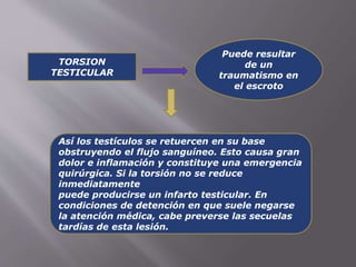 TORSION 
TESTICULAR 
Puede resultar 
de un 
traumatismo en 
el escroto 
Así los testículos se retuercen en su base 
obstruyendo el flujo sanguíneo. Esto causa gran 
dolor e inflamación y constituye una emergencia 
quirúrgica. Si la torsión no se reduce 
inmediatamente 
puede producirse un infarto testicular. En 
condiciones de detención en que suele negarse 
la atención médica, cabe preverse las secuelas 
tardías de esta lesión. 
 