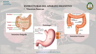 PROTOCOLO DE TC DE ABDOMEN Y PELVIS
ESTRUCTURAS DEL APARATO DIGESTIVO
• Vísceras huecas
 ANATOMÍA
PROTOCOLO
CONCLUSIONES
Estómago
Intestino Delgado
Intestino Grueso
 