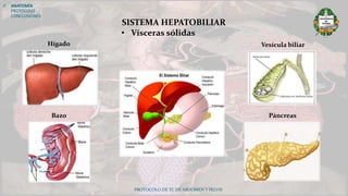 PROTOCOLO DE TC DE ABDOMEN Y PELVIS
 ANATOMÍA
PROTOCOLO
CONCLUSIONES
SISTEMA HEPATOBILIAR
• Vísceras sólidas
PáncreasBazo
Vesícula biliarHígado
 