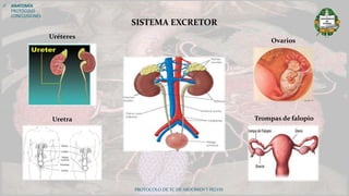 PROTOCOLO DE TC DE ABDOMEN Y PELVIS
SISTEMA EXCRETOR
Trompas de falopioUretra
Ovarios
Uréteres
 ANATOMÍA
PROTOCOLO
CONCLUSIONES
 
