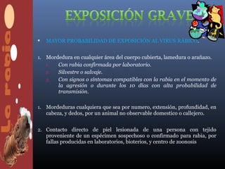    MAYOR PROBABILIDAD DE EXPOSICIÓN AL VIRUS RÁBICO.


1. Mordedura en cualquier área del cuerpo cubierta, lamedura o arañazo.
   1.  Con rabia confirmada por laboratorio.
   2.  Silvestre o salvaje.
   3.  Con signos o síntomas compatibles con la rabia en el momento de
       la agresión o durante los 10 días con alta probabilidad de
       transmisión.

1. Mordeduras cualquiera que sea por numero, extensión, profundidad, en
   cabeza, y dedos, por un animal no observable domestico o callejero.


2. Contacto directo de piel lesionada de una persona con tejido
   proveniente de un espécimen sospechoso o confirmado para rabia, por
   fallas producidas en laboratorios, bioterios, y centro de zoonosis
 