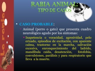  CASO PROBABLE:
   Animal (perro o gato) que presenta cuadro
    neurológico agudo por los síntomas:
     Inapetencia o voracidad, agresividad, pelo
      erizado, episodios de excitación, con aparente
      calma, trastorno en la marcha, salivación
      excesiva, enronquecimiento del ladrido,
      mandíbula caída, desatención,         fotofobia,
      convulsiones, parálisis y para respiratorio que
      lleva a la muerte.
 