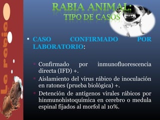  CASO   CONFIRMADO                     POR
 LABORATORIO:

  Confirmado     por    inmunofluorescencia
   directa (IFD) +.
  Aislamiento del virus rábico de inoculación
   en ratones (prueba biológica) +.
  Detención de antígenos virales rábicos por
   hinmunohistoquímica en cerebro o medula
   espinal fijados al morfol al 10%.
 