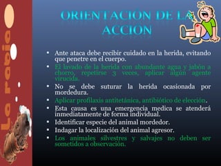  Ante ataca debe recibir cuidado en la herida, evitando
    que penetre en el cuerpo.
   El lavado de la herida con abundante agua y jabón a
    chorro, repetirse 3 veces, aplicar algún agente
    virucida.
   No se debe suturar la herida ocasionada por
    mordedura.
   Aplicar profilaxis antitetánica, antibiótico de elección.
   Esta causa es una emergencia medica se atenderá
    inmediatamente de forma individual.
   Identificar especie del animal mordedor.
   Indagar la localización del animal agresor.
   Los animales silvestres y salvajes no deben ser
    sometidos a observación.
 