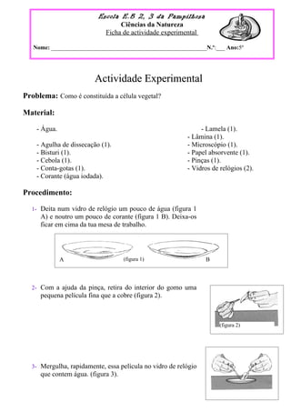 Protocolo experimental cebola