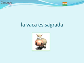 la vaca es sagrada
 