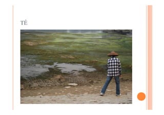TÉ
 