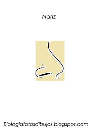 Nariz




Biologiafotosdibujos.blogspot.com
 