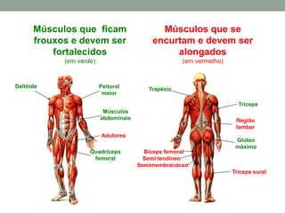 Músculos que ficam
frouxos e devem ser
fortalecidos
(em verde)
Músculos que se
encurtam e devem ser
alongados
(em vermelho)
Peitoral
maior
Deltóide
Músculos
abdominais
Quadríceps
femoral
Adutores
Trapézio
Tríceps
Região
lombar
Glúteo
máximo
Bíceps femoral
Semi tendíneo
Semimembranáceo
Tríceps sural
 