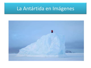 La Antártida en Imágenes