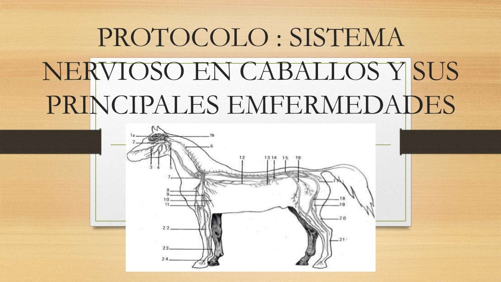 Protocolo Sistema Nervioso en Caballos sintetizado