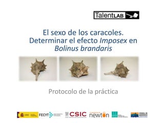 Protocol practica imposex_talent_lab_csic_cast