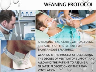 WEANING PROTOCOL
• A WEANING PLAN STARTS WITH ASSESSING
THE ABILITY OF THE PATIENT FOR
SPONTANEOUS BREATHING.
• WEANING IS THE PROCESS OF DECREASING
THE DEGREE OF VENTILATOR SUPPORT AND
ALLOWING THE PATIENT TO ASSUME A
GREATER PROPORTION OF THEIR OWN
VENTILATION
 