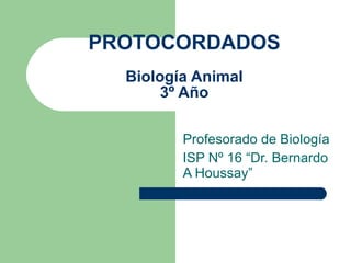 PROTOCORDADOS Biología Animal 3º Año Profesorado de Biología ISP Nº 16 “Dr. Bernardo A Houssay” 