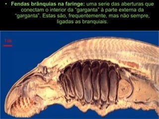 • Fendas brânquias na faringe: uma serie das aberturas que
conectam o interior da “garganta” à parte externa da
“garganta”. Estas são, frequentemente, mas não sempre,
ligadas as branquiais.
 