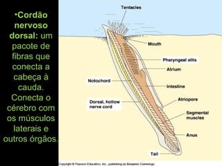 •Cordão
nervoso
dorsal: um
pacote de
fibras que
conecta a
cabeça à
cauda.
Conecta o
cérebro com
os músculos
laterais e
outros órgãos.
 