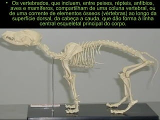 • Os vertebrados, que incluem, entre peixes, répteis, anfíbios,
aves e mamíferos, compartilham de uma coluna vertebral, ou
de uma corrente de elementos ósseos (vértebras) ao longo da
superfície dorsal, da cabeça a cauda, que dão forma à linha
central esqueletal principal do corpo.
 