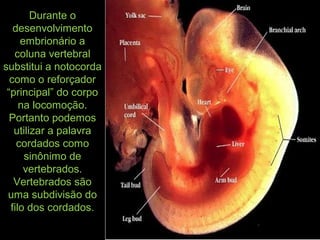Durante o
desenvolvimento
embrionário a
coluna vertebral
substitui a notocorda
como o reforçador
“principal” do corpo
na locomoção.
Portanto podemos
utilizar a palavra
cordados como
sinônimo de
vertebrados.
Vertebrados são
uma subdivisão do
filo dos cordados.
 