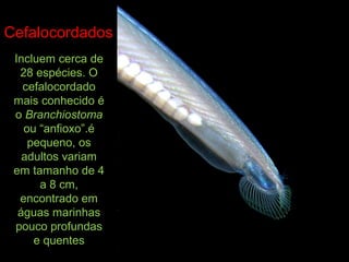 Cefalocordados
Incluem cerca de
28 espécies. O
cefalocordado
mais conhecido é
o Branchiostoma
ou “anfioxo”.é
pequeno, os
adultos variam
em tamanho de 4
a 8 cm,
encontrado em
águas marinhas
pouco profundas
e quentes
 