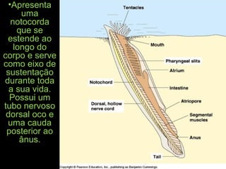 •Apresenta
uma
notocorda
que se
estende ao
longo do
corpo e serve
como eixo de
sustentação
durante toda
a sua vida.
Possui um
tubo nervoso
dorsal oco e
uma cauda
posterior ao
ânus.
 