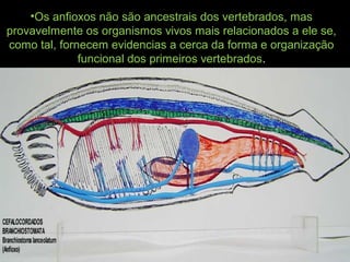 •Os anfioxos não são ancestrais dos vertebrados, mas
provavelmente os organismos vivos mais relacionados a ele se,
como tal, fornecem evidencias a cerca da forma e organização
funcional dos primeiros vertebrados.
 