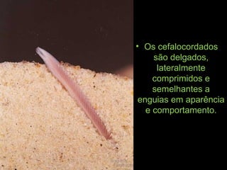 • Os cefalocordados
são delgados,
lateralmente
comprimidos e
semelhantes a
enguias em aparência
e comportamento.
 