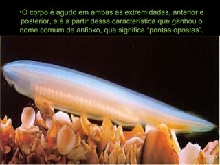 •O corpo é agudo em ambas as extremidades, anterior e
posterior, e é a partir dessa característica que ganhou o
nome comum de anfioxo, que significa “pontas opostas”.
 