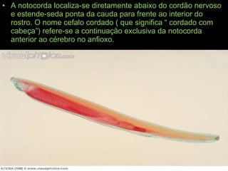 • A notocorda localiza-se diretamente abaixo do cordão nervoso
e estende-seda ponta da cauda para frente ao interior do
rostro. O nome cefalo cordado ( que significa “ cordado com
cabeça”) refere-se a continuação exclusiva da notocorda
anterior ao cérebro no anfioxo.
 