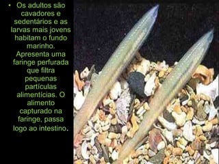 • Os adultos são
cavadores e
sedentários e as
larvas mais jovens
habitam o fundo
marinho.
Apresenta uma
faringe perfurada
que filtra
pequenas
partículas
alimentícias. O
alimento
capturado na
faringe, passa
logo ao intestino.
 