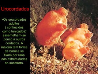 •Os urocordados
adultos
( conhecidos
como tunicados)
assemelham-se
pouco a outros
cordados. A
maioria tem forma
de barril e se
fixam por uma
das extremidades
ao substrato.
Urocordados
 