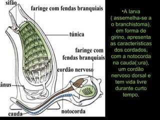 •A larva
( assemelha-se a
o branchistoma),
em forma de
girino, apresenta
as características
dos cordados,
com a notocorda
na cauda(:ura),
um cordão
nervoso dorsal e
tem vida livre
durante curto
tempo.
 