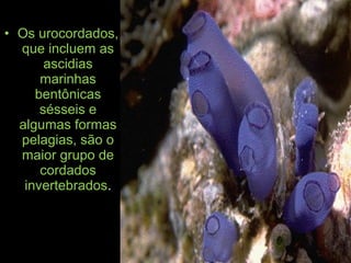 • Os urocordados,
que incluem as
ascidias
marinhas
bentônicas
sésseis e
algumas formas
pelagias, são o
maior grupo de
cordados
invertebrados.
 