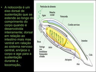 • A notocorda é um
eixo dorsal de
sustentação que se
estende ao longo do
comprimento do
corpo quando é
desenvolvida
inteiramente; dorsal
em relação ao
intestino mais mas
ventral em ralação
ao sistema nervoso
central, enrijece o
corpo e age para a
sustentação
durante a
locomoção.
 