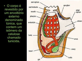 • O corpo é
revestido por
um envoltório
externo
denominado
túnica, que
contem um
isômero da
celulose
chamado
tunicida.
 