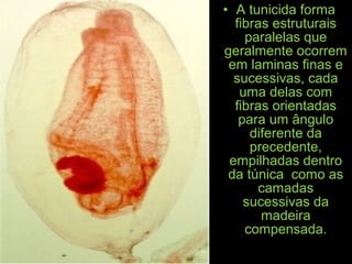 • A tunicida forma
fibras estruturais
paralelas que
geralmente ocorrem
em laminas finas e
sucessivas, cada
uma delas com
fibras orientadas
para um ângulo
diferente da
precedente,
empilhadas dentro
da túnica como as
camadas
sucessivas da
madeira
compensada.
 