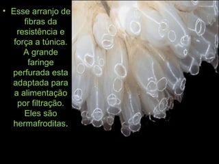 • Esse arranjo de
fibras da
resistência e
força a túnica.
A grande
faringe
perfurada esta
adaptada para
a alimentação
por filtração.
Eles são
hermafroditas.
 