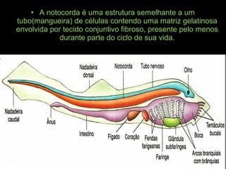 • A notocorda é uma estrutura semelhante a um
tubo(mangueira) de células contendo uma matriz gelatinosa
envolvida por tecido conjuntivo fibroso, presente pelo menos
durante parte do ciclo de sua vida.
 
