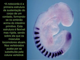 •A notocorda é a
primeira estrutura
de sustentação do
corpo de um
cordado, formando-
se no embrião
acima do intestino
primitivo. Esta
estrutura é flexível
mas rígida, sendo
sobre ela que os
músculos
locomotores atuam.
Nos vertebrados
acaba por se
substituída pela
coluna vertebral.
 