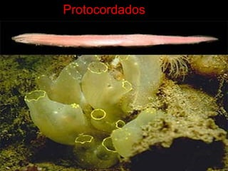 Protocordados
 
