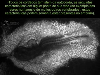 •Todos os cordados tem alem da notocorda, as seguintes
características em algum ponto de sua vida (no exemplo dos
seres humanos e de muitos outros vertebrados , estas
características podem somente estar presentes no embrião).
 