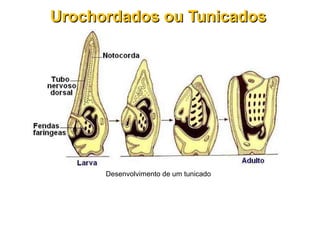 Desenvolvimento de um tunicado
Urochordados ou TunicadosUrochordados ou Tunicados
 