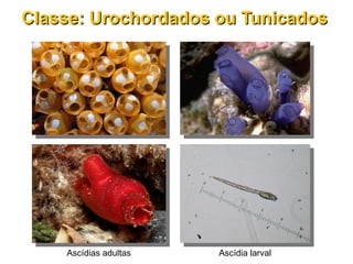 Ascídias adultas
Classe: Urochordados ou TunicadosClasse: Urochordados ou Tunicados
Ascídia larval
 
